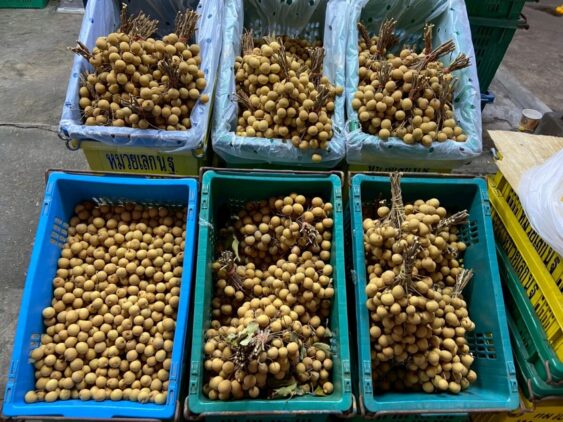 ผลไม้ไทยคุณภาพ